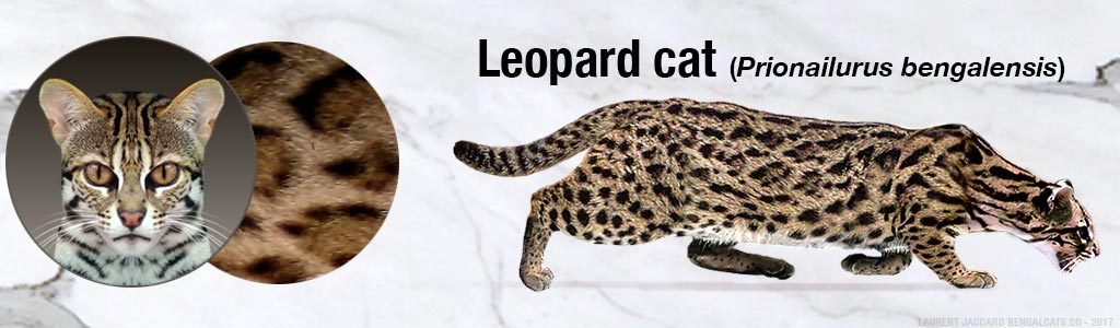 Gato bengalí leopardo asiático