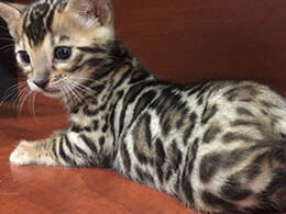 gato leopardo precio
