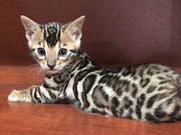 comprar gato leopardo