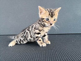 gato leopardo precio