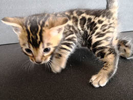gato leopardo bengali precio