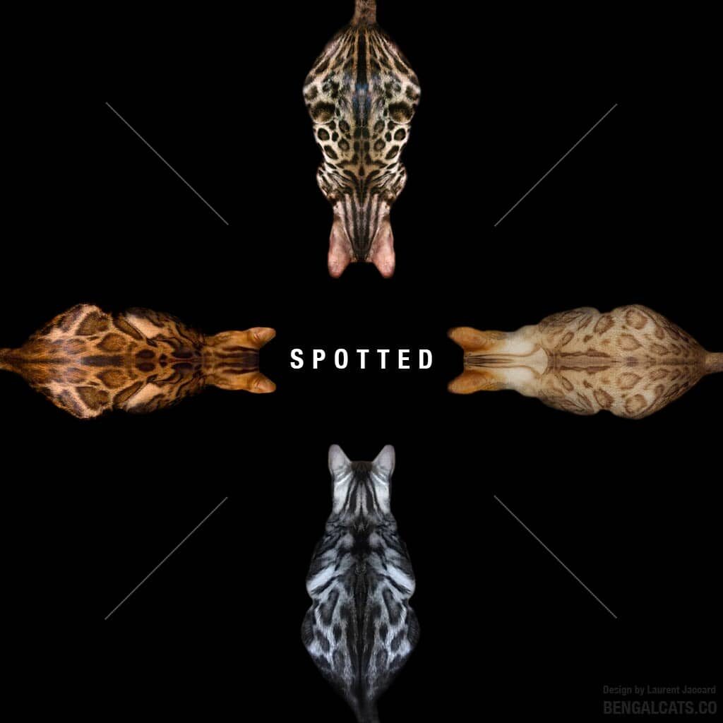 tipos de gato bengalí brown spotted