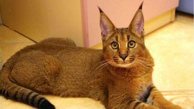 Las 10 razas de gato más caras del - Gato Bengalí Lepardland