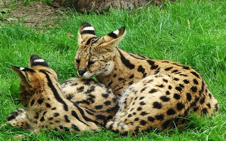 Gatos parecen tigres - Gato Bengalí Lepardland