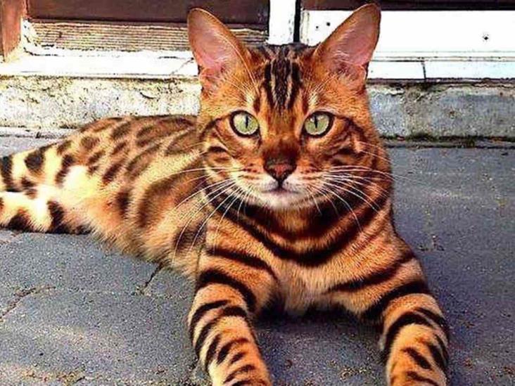 el gato influencer de instagram - Gato Bengalí Lepardland
