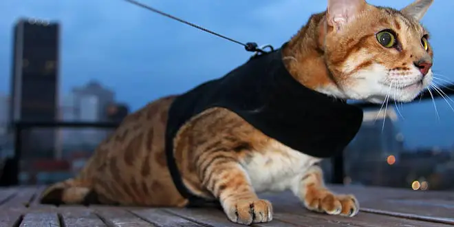Arnés para gatos: los mejores modelos que puedes comprar en