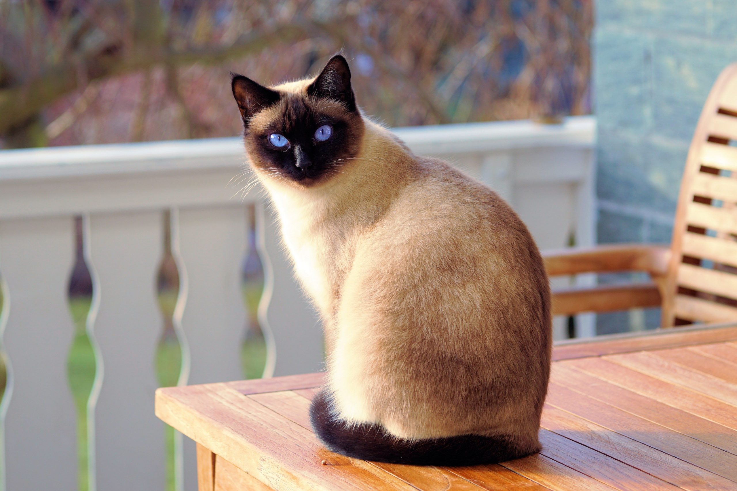 calidad Intentar Beca Las 10 razas de gatos más comunes en el mundo - Gato Bengalí Lepardland