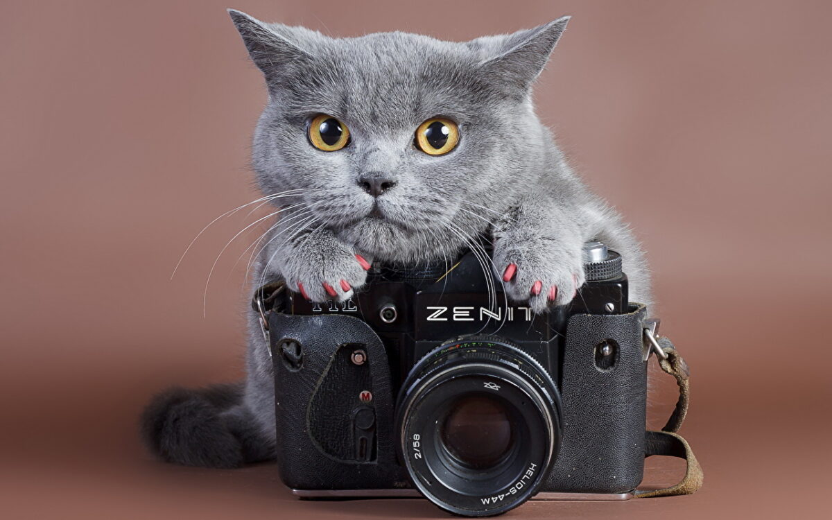 Tips para fotografiar a tu gato