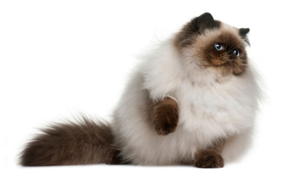 Discreto crema Así llamado Las 10 razas de gatos más peludos - Gato Bengalí Lepardland