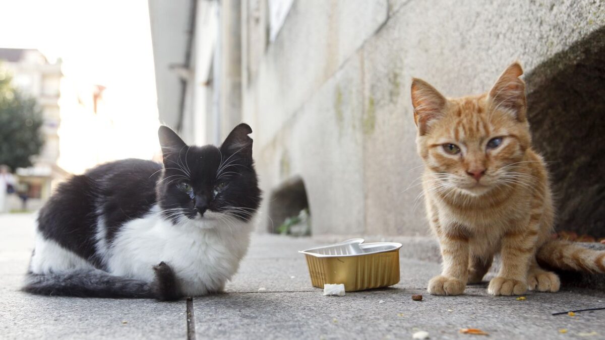 ¿Es legal dar de comer a los gatos callejeros en España?