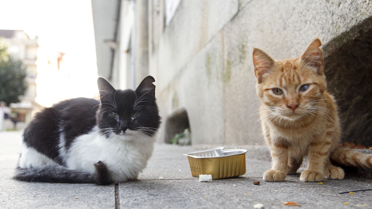 libro de texto Dormitorio por supuesto Es legal dar de comer a los gatos callejeros en España? - Lepardland