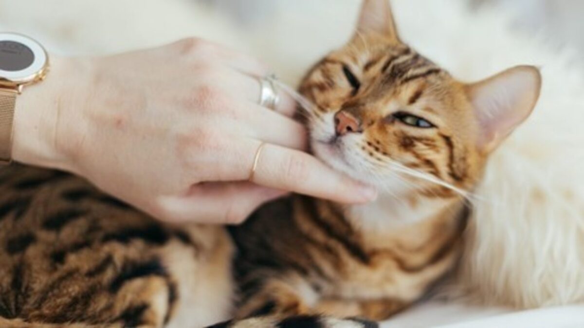 Cómo cuidar a un gato: guía completa para amantes de los felinos