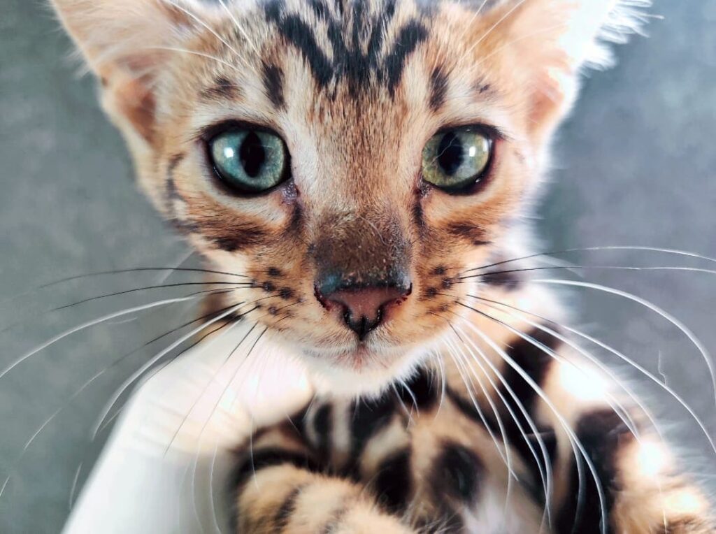 comprar gatita bebe leopardo valencia
