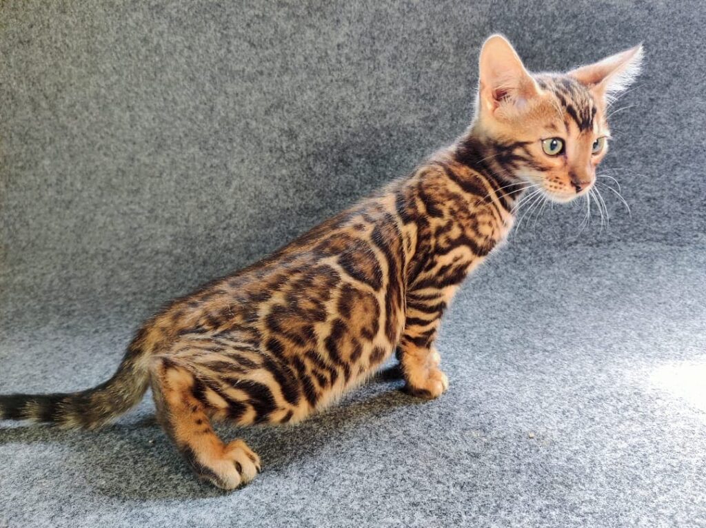camada de gato bengali valencia
