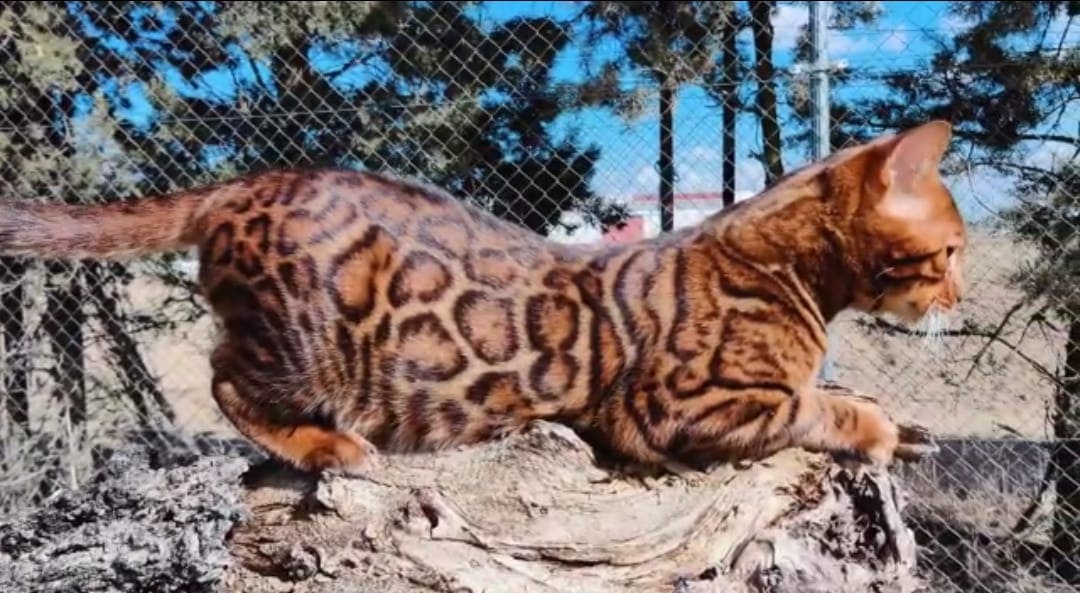 gato bengali de lepardland madrid
